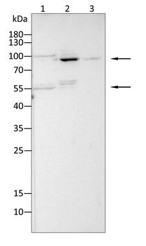 RXRA Antibody