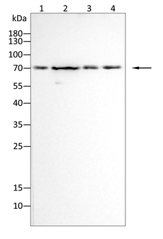 HPRT1 Antibody