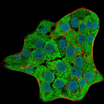 DSG2 Antibody