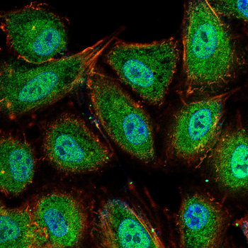 HP Antibody