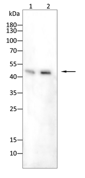 HP Antibody
