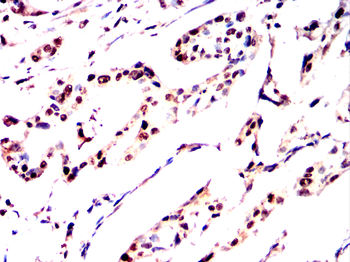 H2AX Antibody