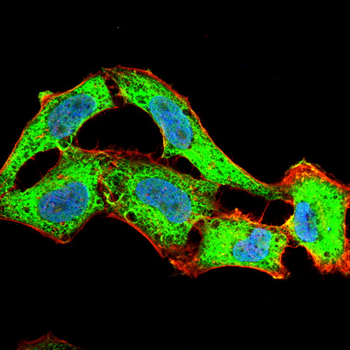 VRK1 Antibody