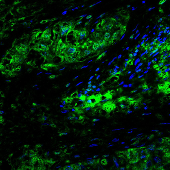 VRK1 Antibody