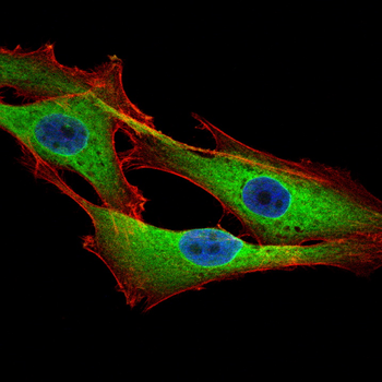 RBCK1 Antibody