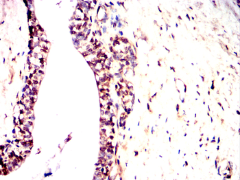 RBCK1 Antibody
