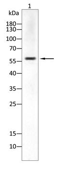 RBCK1 Antibody
