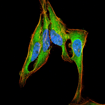 MTHFD2 Antibody