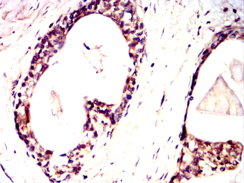 SUMO3 Antibody