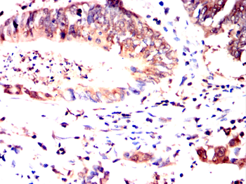 SUMO3 Antibody