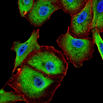 USP5 Antibody