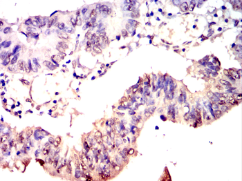 USP5 Antibody