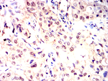 USP5 Antibody