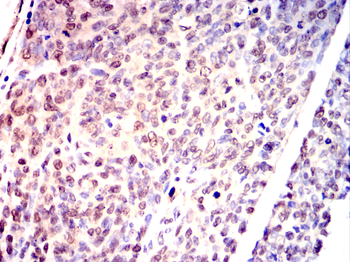 USP5 Antibody