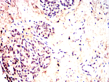 USP5 Antibody