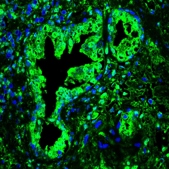 USP5 Antibody