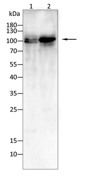 USP5 Antibody