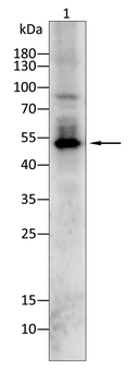 FZR1 Antibody