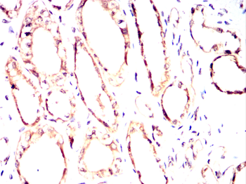 FZR1 Antibody