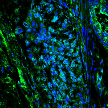 FZR1 Antibody