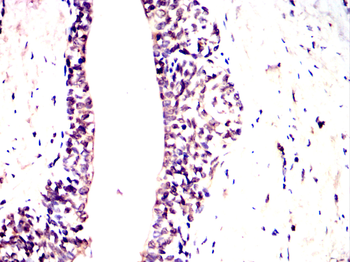 FZR1 Antibody