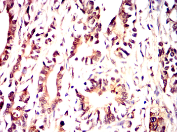 FZR1 Antibody
