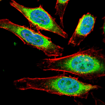 MAP3K12 Antibody