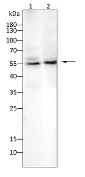 MAP3K12 Antibody
