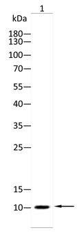 URM1 Antibody