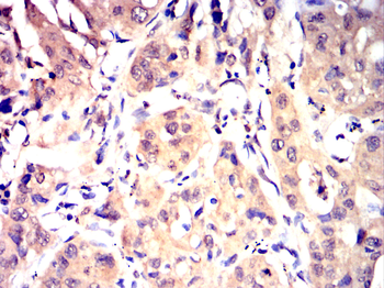 GDF15 Antibody