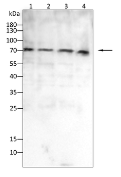 GDF15 Antibody
