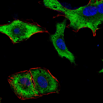 VEGFD Antibody