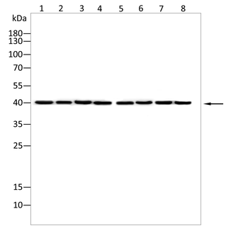 VEGFD Antibody