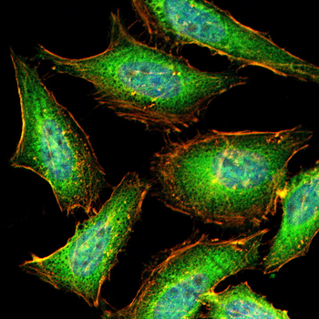 CYP2C9 Antibody