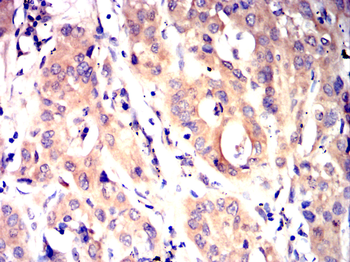CYP2C9 Antibody