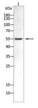 CYP2C9 Antibody