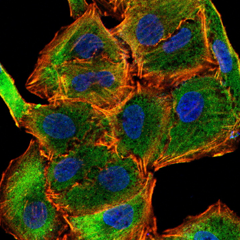 IHH Antibody