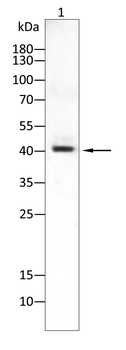 IHH Antibody