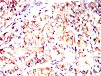 SPARC Antibody