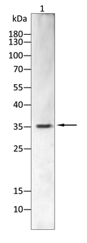 SPARC Antibody