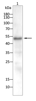 SUV39H1 Antibody