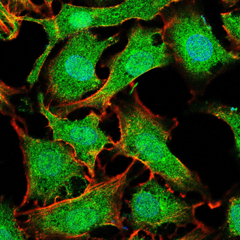 GMFG Antibody