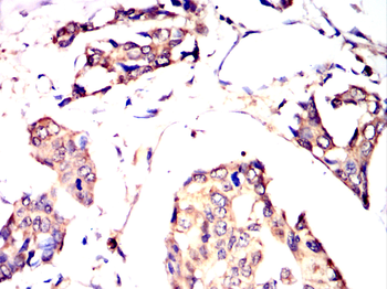 GMFG Antibody