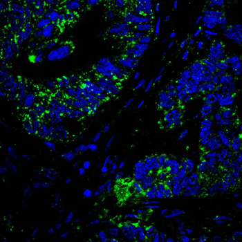 GMFG Antibody