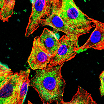 MVP Antibody