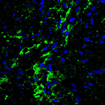 MVP Antibody