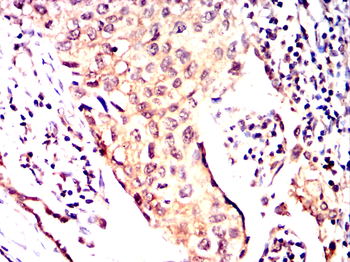 MVP Antibody