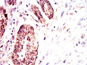 MVP Antibody