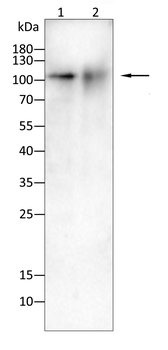 MVP Antibody