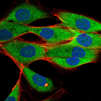 MAP4K3 Antibody
